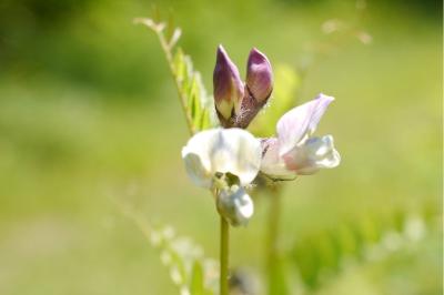 <i>Vicia sepium</i>