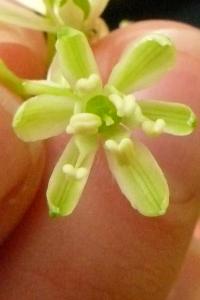 <i>Loncomelos pyrenaicus subsp. pyrenaicus</i>