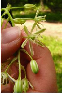 <i>Loncomelos pyrenaicus subsp. pyrenaicus</i>