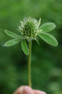 <i>Trifolium ochroleucon</i>