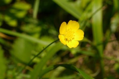 <i>Ranunculus serpens</i>