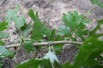 <i>Crataegus monogyna</i>