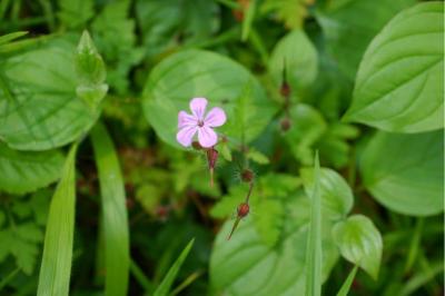 <i>Geranium robertianum</i>