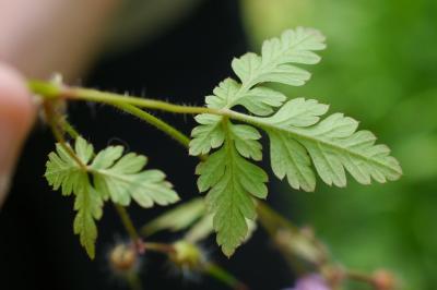 <i>Geranium robertianum</i>