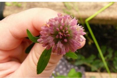 <i>Trifolium pratense</i>