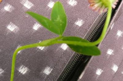 <i>Trifolium pratense</i>