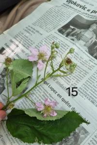 <i>Rubus caesius</i>
