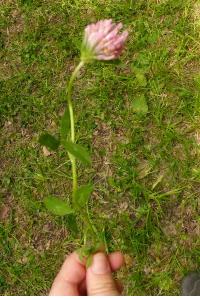 <i>Trifolium pratense</i>