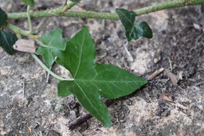 <i>Hedera helix</i>