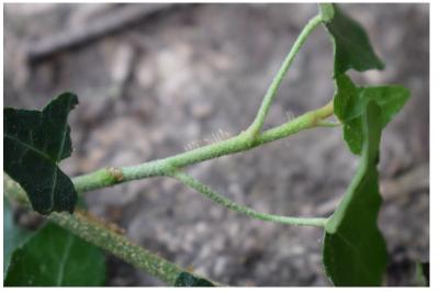 <i>Hedera helix</i>
