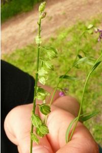 <i>Polygala vulgaris</i>