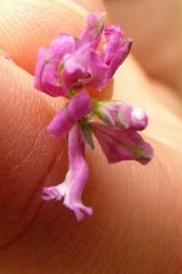 <i>Polygala vulgaris</i>