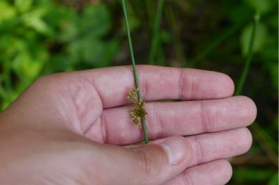 <i>Juncus effusus</i>