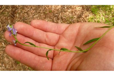 <i>Polygala vulgaris</i>