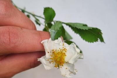 <i>Rosa arvensis</i>