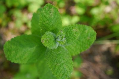 <i>Mentha suaveolens</i>