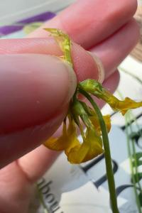 <i>Hippocrepis comosa</i>