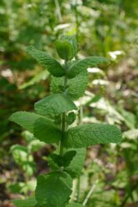 <i>Mentha suaveolens</i>