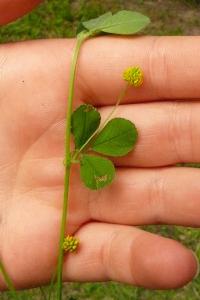 <i>Medicago lupulina</i>