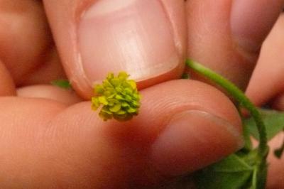 <i>Medicago lupulina</i>