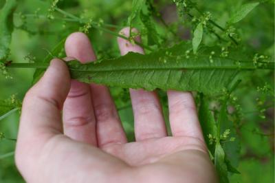 <i>Rumex conglomeratus</i>