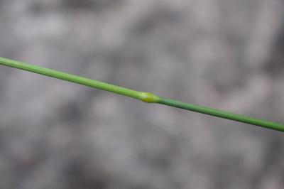 <i>Bromopsis erecta</i>