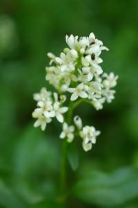 <i>Ligustrum vulgare</i>