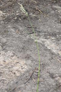 <i>Bromopsis erecta</i>