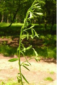 <i>Genista tinctoria</i>