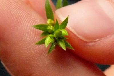 <i>Genista tinctoria</i>
