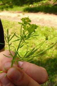 <i>Euphorbia cyparissias</i>