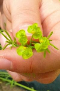 <i>Euphorbia cyparissias</i>