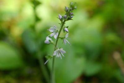 <i>Veronica officinalis</i>