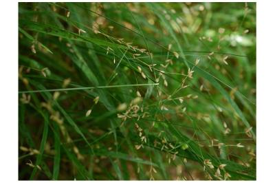 <i>Melica uniflora</i>