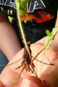<i>Fragaria vesca</i>