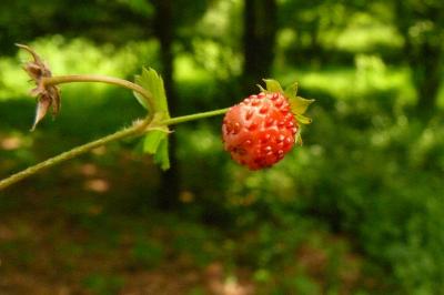 <i>Fragaria vesca</i>