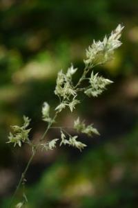 <i>Poa palustris</i>