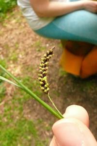<i>Carex flacca</i>