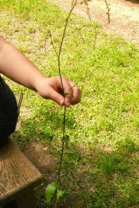 <i>Rumex acetosa</i>