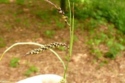 <i>Carex flacca</i>