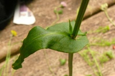 <i>Rumex acetosa</i>