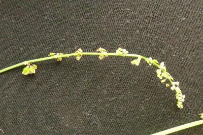 <i>Rumex acetosa</i>