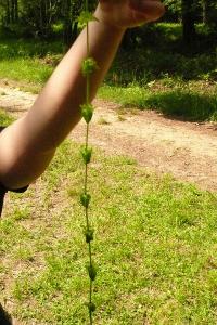 <i>Cruciata laevipes</i>
