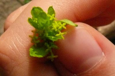<i>Cruciata laevipes</i>