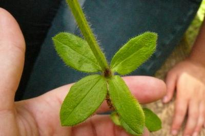 <i>Cruciata laevipes</i>