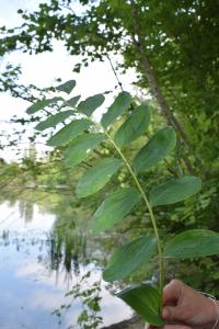 <i>Polygonatum multiflorum</i>