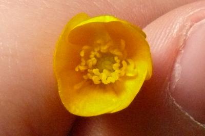 <i>Ranunculus bulbosus</i>