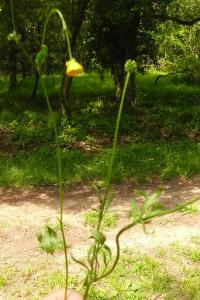 <i>Ranunculus bulbosus</i>