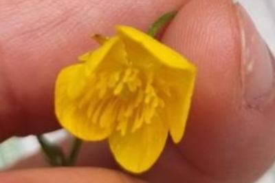 <i>Ranunculus serpens</i>