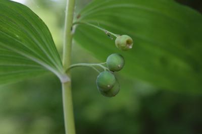 <i>Polygonatum multiflorum</i>
